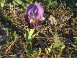 Iris lutescens 35.JPG