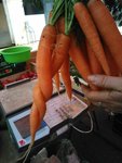carottes amoureuses.jpg