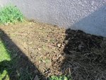 Une fois les carottes retirées, j'ai retrouvé un sol très propre duquel aucune herbe n'a pu pousser à travers l'épaisse masse végétale.