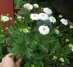 petite-fleur-blanche2.jpg