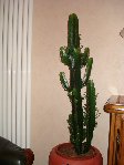 cactus....jpg