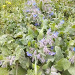 Borago officinalis.jpg