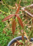 acer-laevigatum02_240219a.jpg