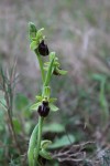 Ophrys aranifera subsp. massiliensis.JPG