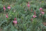 Sainfoin, Onobrychis viciifolia,.JPG