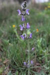 Salvia verbenaca, sauge verveine.JPG