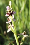 Ophrys scolopax.JPG
