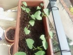 Mes haricots verts, je les ai directement planté en terre dans ma jardinière dès que le temps s'est adouci on le voit pas sur la photo, maus j'ai planté aux pieds du basilic pourpre