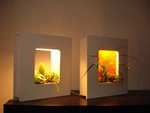 photo de mes deux luminaires végétalisés