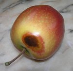 Pomme à grosse tache.jpg