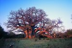 Baobab Sagol, Afrique.jpg