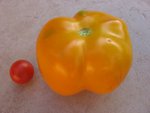 tomate 122.jpg