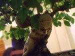 bonsai 1 002.jpg