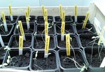 Mes plants de tomates précoces, semés le 11 février