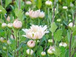 chrysantheme-rose256.JPG