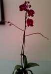 mon phalaenopsis fuschia