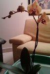mon phalaenopsis jaune (convalescent)