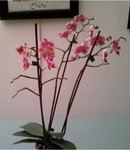 mon phalaenopsis rose