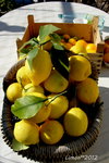 Citrons de Menton,Orange navel <br />pour confitures!