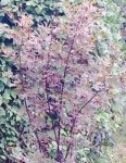 Palmatum rouge