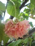 dombeya wallichii  rose -fleur.JPG