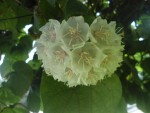 dombeya blanc fleur.JPG