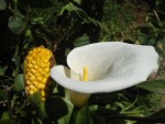 arum fleuret fruit.JPG