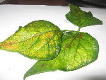feuilles haricot 001.jpg