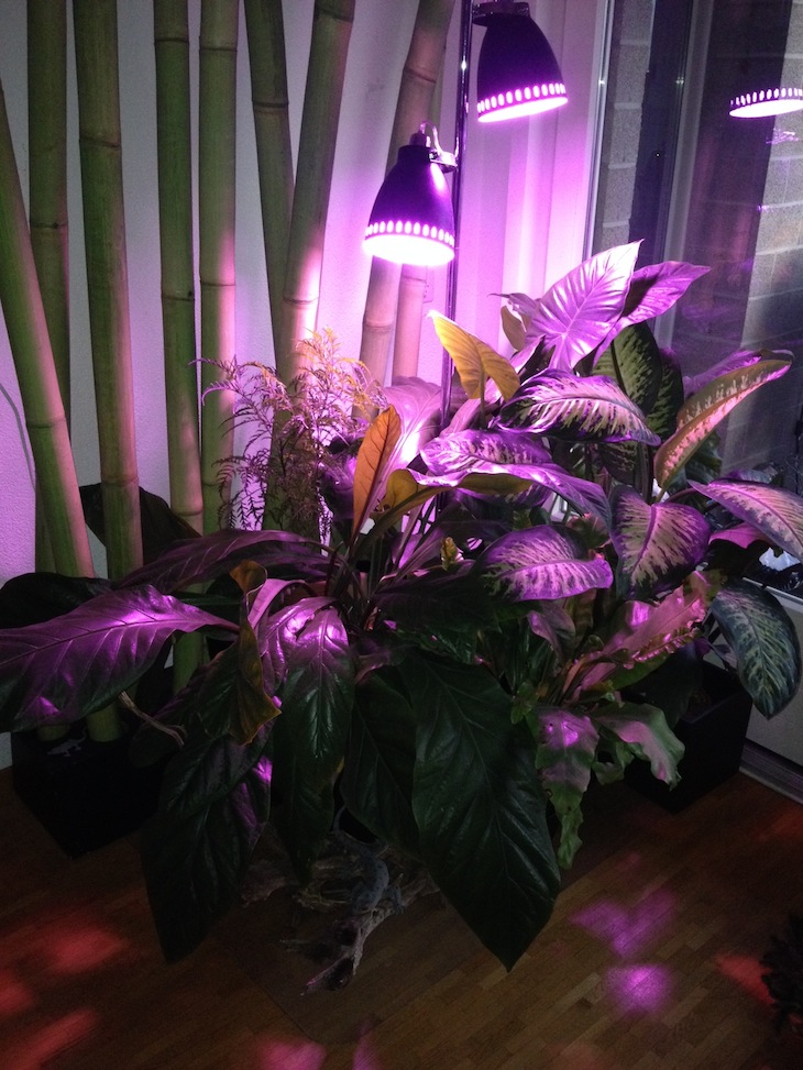 Mes plantes exotiques et tropicales File