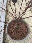 Acer pot - tache grise sur le tronc(autre vue)