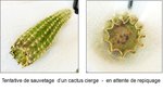 17-12-2015  cactus cierge.jpg