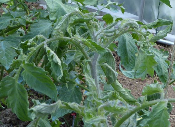 Pourquoi les feuilles de mes plants de tomates se recroquevillent ?