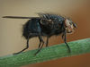 Filename=mouche.jpg
Filesize=134KB
Dimensions=800x600
Date added=Aug 08, 2008 mouche.jpg