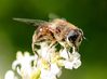 Filename=abeille1.jpg
Filesize=79KB
Dimensions=624x460
Date added=Aug 09, 2009 abeille1.jpg
