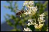Filename=abeille5.jpg
Filesize=85KB
Dimensions=644x429
Date added=Aug 09, 2009 abeille5.jpg