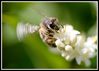 Filename=abeille7.jpg
Filesize=65KB
Dimensions=650x466
Date added=Aug 09, 2009 abeille7.jpg