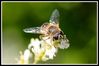 Filename=abeille9.jpg
Filesize=65KB
Dimensions=650x435
Date added=Aug 09, 2009 abeille9.jpg