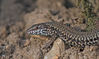 Filename=lezard.jpg
Filesize=92KB
Dimensions=800x475
Date added=Dec 22, 2008 lezard.jpg
