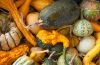 Filename=cucurbitaceesdanae.jpg
Filesize=1017KB
Dimensions=1000x653
Date added=Oct 12, 2014 cucurbitaceesdanae.jpg