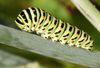 Filename=machaon~0.jpg
Filesize=25KB
Dimensions=360x245
Date added=Aug 27, 2008 machaon~0.jpg