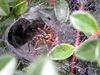 Filename=tegenaire.jpg
Filesize=102KB
Dimensions=600x450
Date added=Aug 27, 2008 tegenaire.jpg