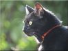 Filename=Salem~1.jpg
Filesize=54KB
Dimensions=500x377
Date added=Apr 22, 2010 Salem~1.jpg