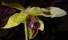 Filename=Dendrobium_Atroviolaceum_Lionnel.jpg
Filesize=47KB
Dimensions=1026x613
Date added=Jan 02, 2010 Dendrobium_Atroviolaceum_Lionnel.jpg