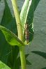 Filename=insecte.jpg
Filesize=46KB
Dimensions=340x510
Date added=Sep 06, 2008 insecte.jpg