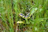 Filename=DSCF0842.JPG
Filesize=499KB
Dimensions=2048x1365
Date added=Jun 06, 2009 DSCF0842.JPG