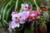 Filename=composition.jpg
Filesize=988KB
Dimensions=1250x834
Date added=Jun 02, 2012 composition.jpg