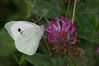Filename=Jifi.jpg
Filesize=368KB
Dimensions=2047x1365
Date added=Aug 05, 2009 Jifi.jpg