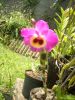 Filename=dendro_mauve_et_noir.jpg
Filesize=811KB
Dimensions=1536x2048
Date added=Oct 26, 2010 dendro_mauve_et_noir.jpg