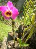 Filename=dendro_mauve_et_noir_2.jpg
Filesize=811KB
Dimensions=1536x2048
Date added=Oct 26, 2010 dendro_mauve_et_noir_2.jpg