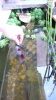 Filename=jardin_015.jpg
Filesize=89KB
Dimensions=450x800
Date added=May 26, 2010 jardin_015.jpg